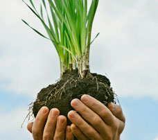 image: Organic Gardens